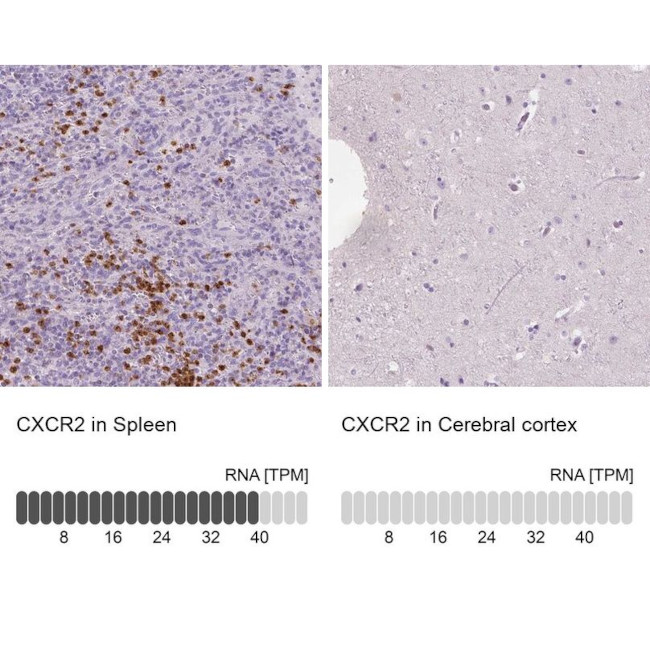 CXCR2 Antibody