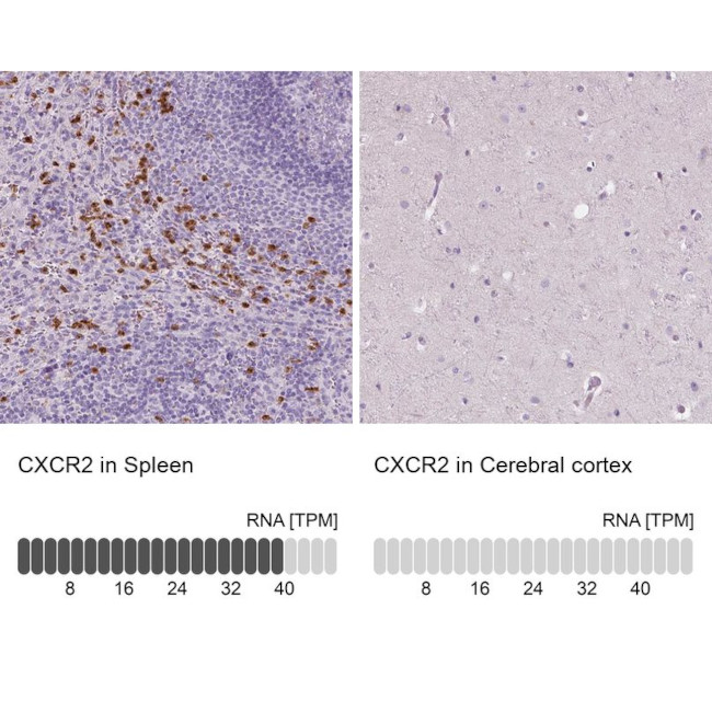 CXCR2 Antibody