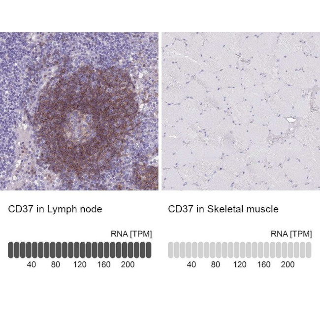 CD37 Antibody