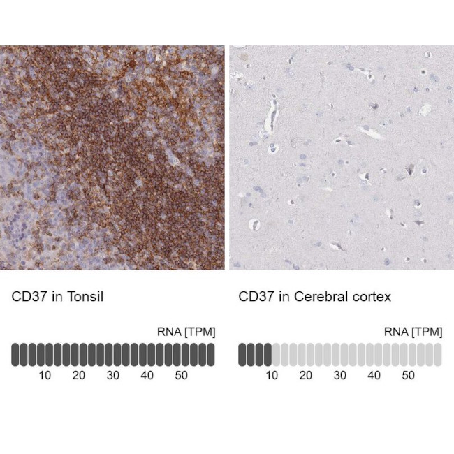 CD37 Antibody