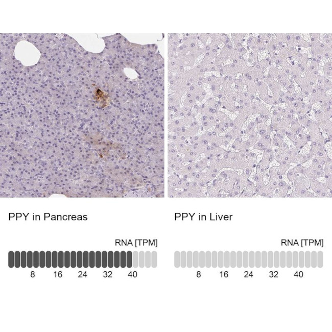 PPY Antibody