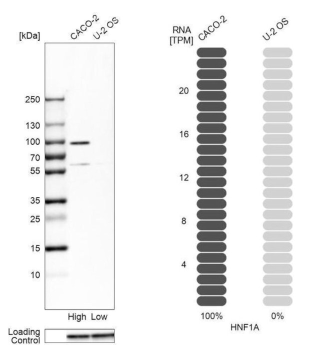 HNF1A Antibody