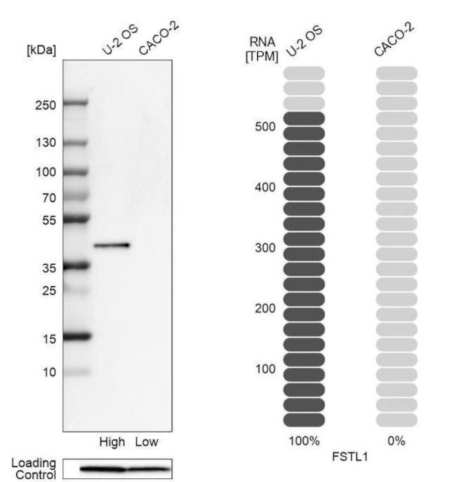 FSTL1 Antibody