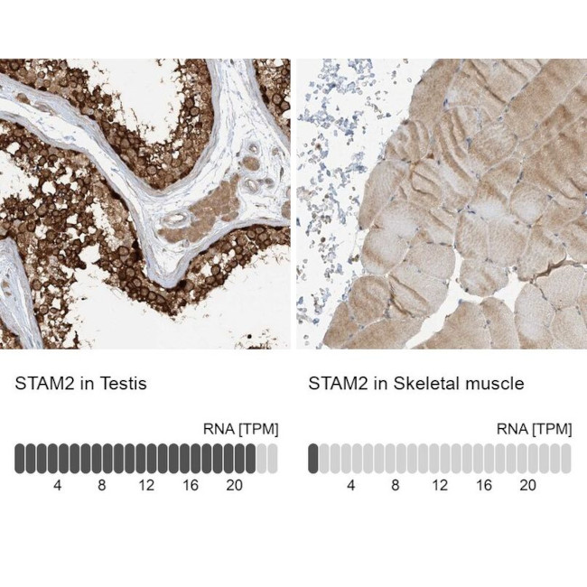 STAM2 Antibody