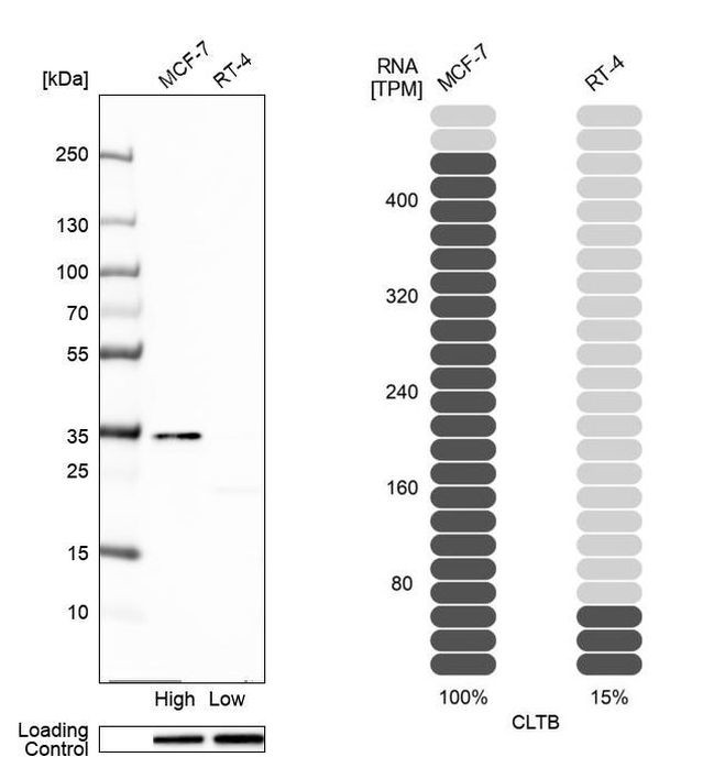 Clathrin Light Chain B Antibody