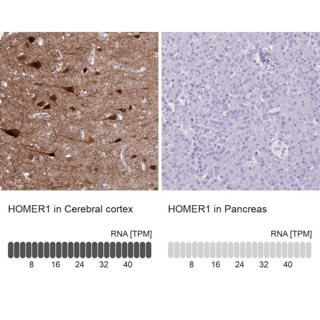 HOMER1 Antibody