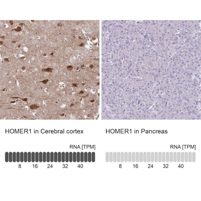 HOMER1 Antibody