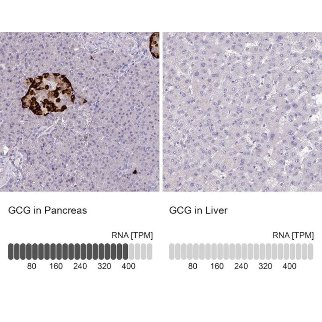 Glucagon Antibody