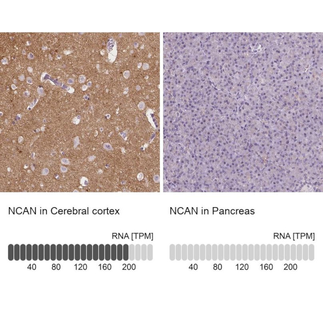 Neurocan Antibody