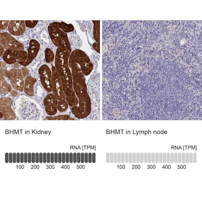 BHMT Antibody