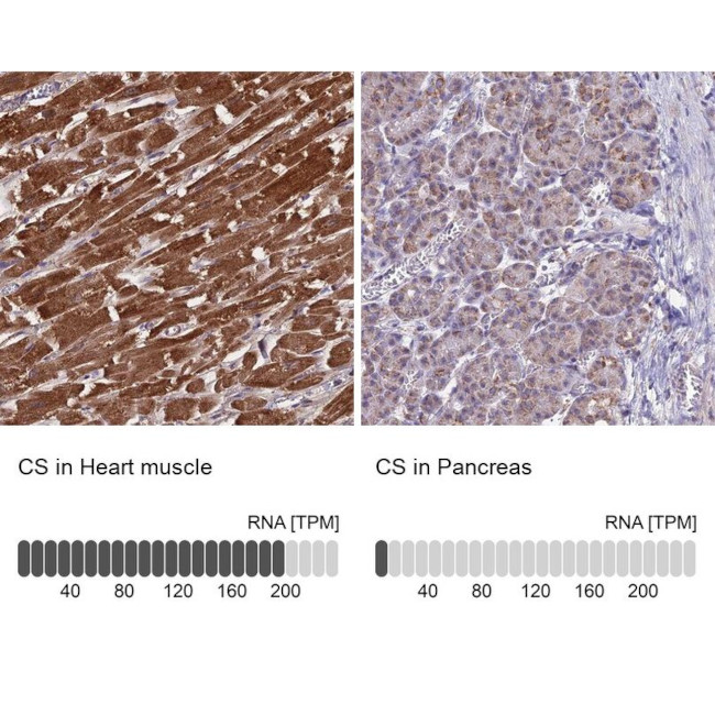 Citrate Synthase Antibody