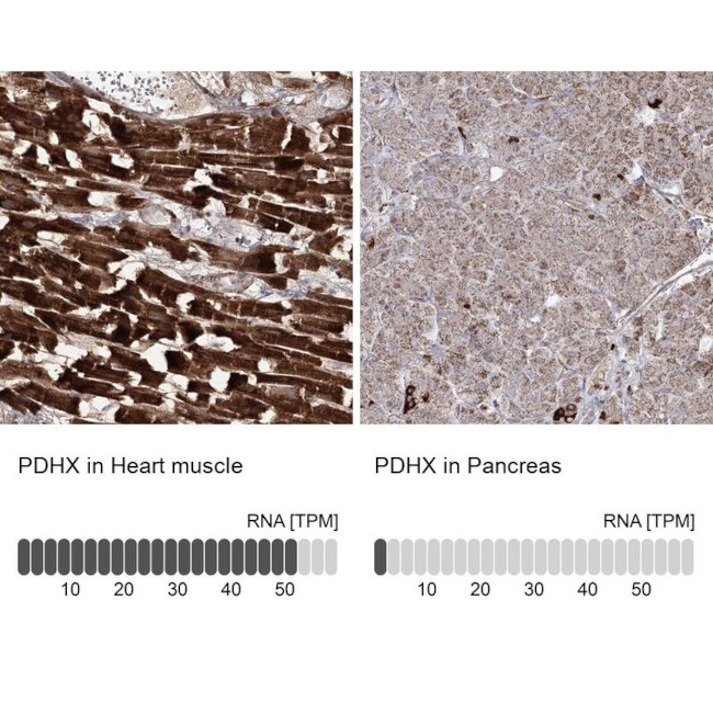 PDHX Antibody