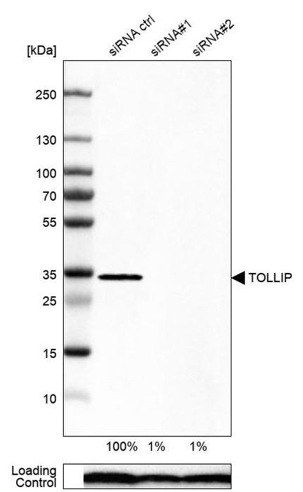 TOLLIP Antibody