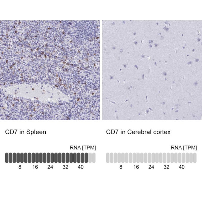 CD7 Antibody