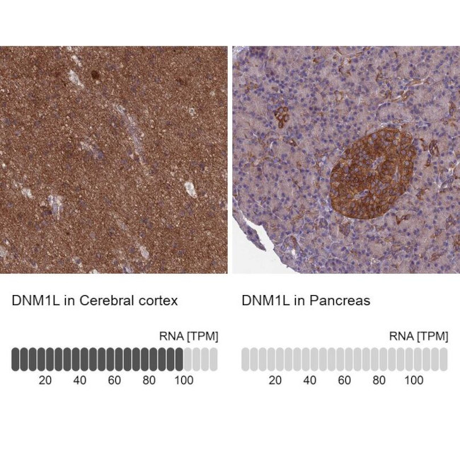 DNM1L Antibody