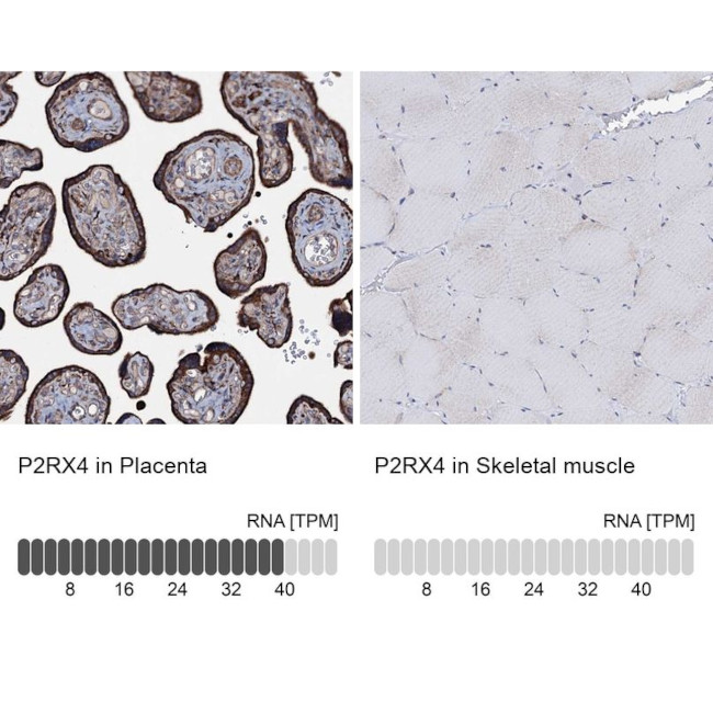 P2X4 Antibody