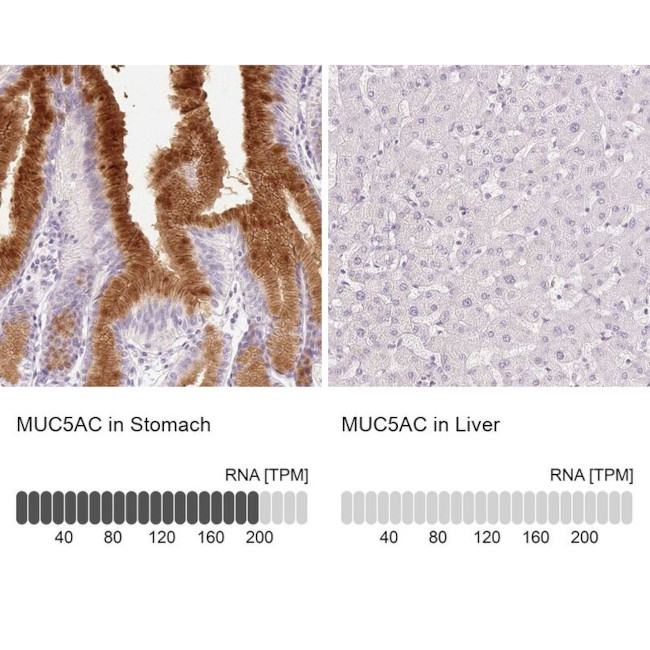 MUC5AC Antibody