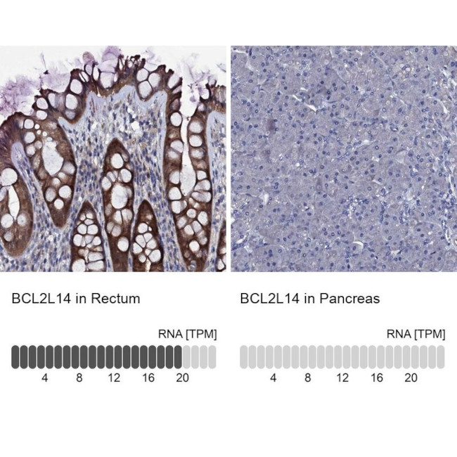 Bcl-G Antibody