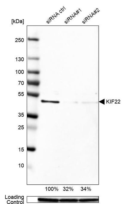 KID Antibody