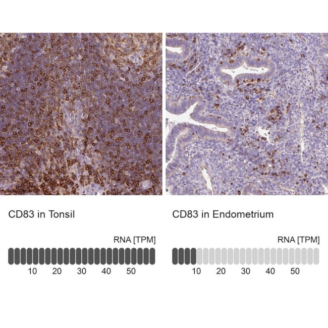 CD83 Antibody