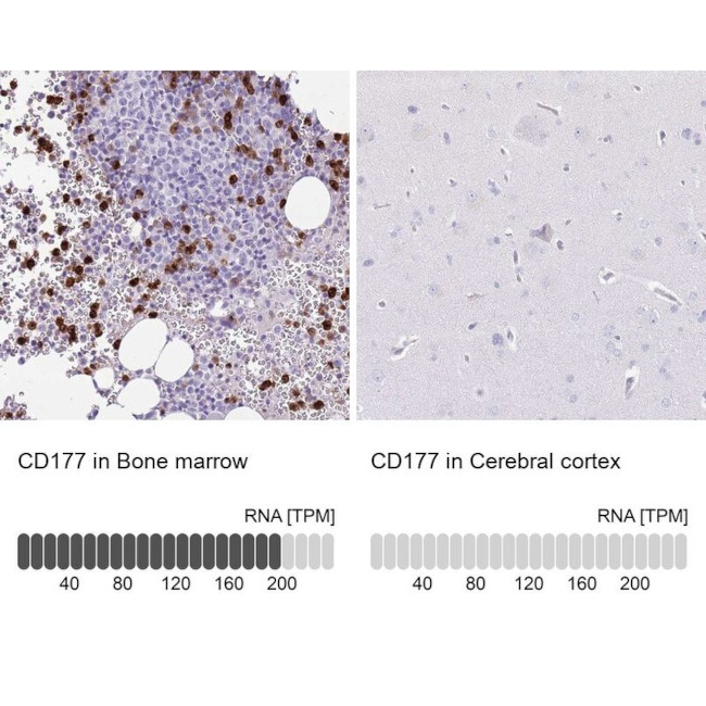 CD177 Antibody