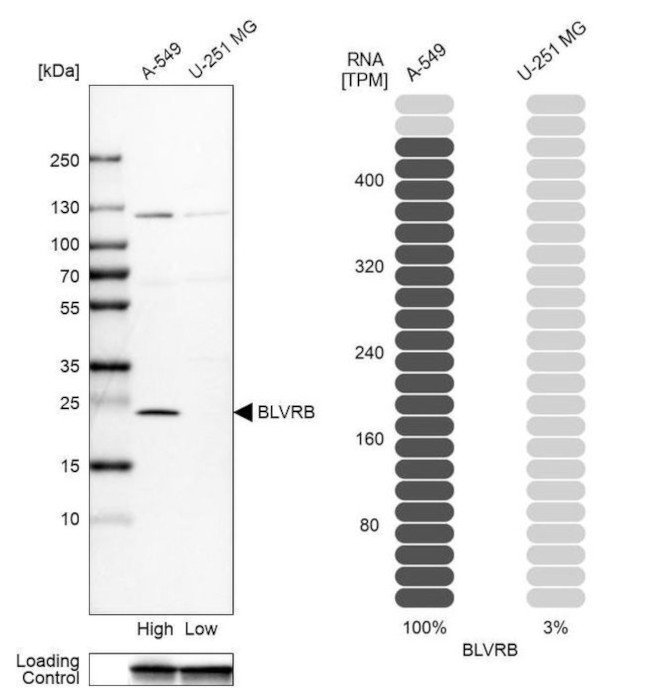 Flavin reductase Antibody