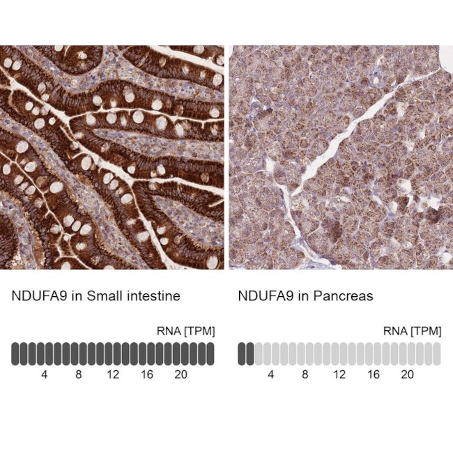 NDUFA9 Antibody