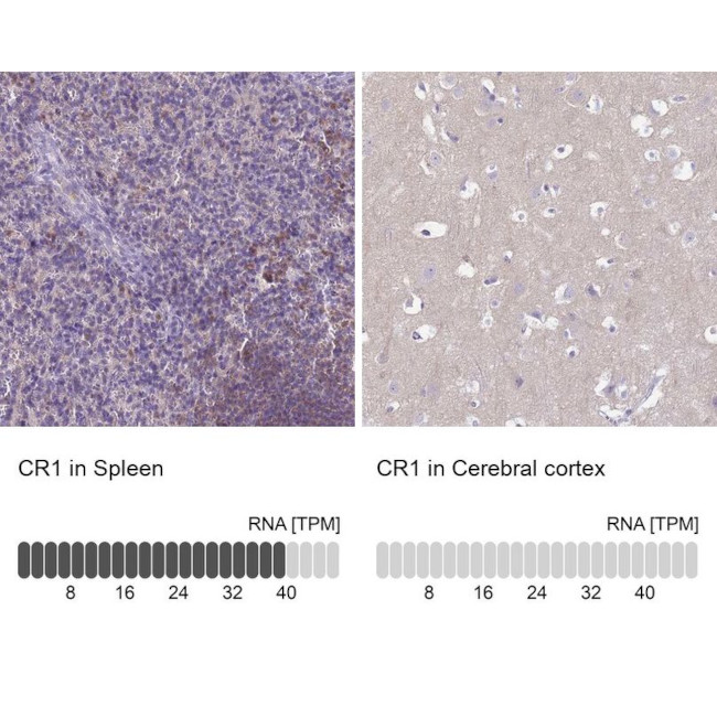 CD35 Antibody