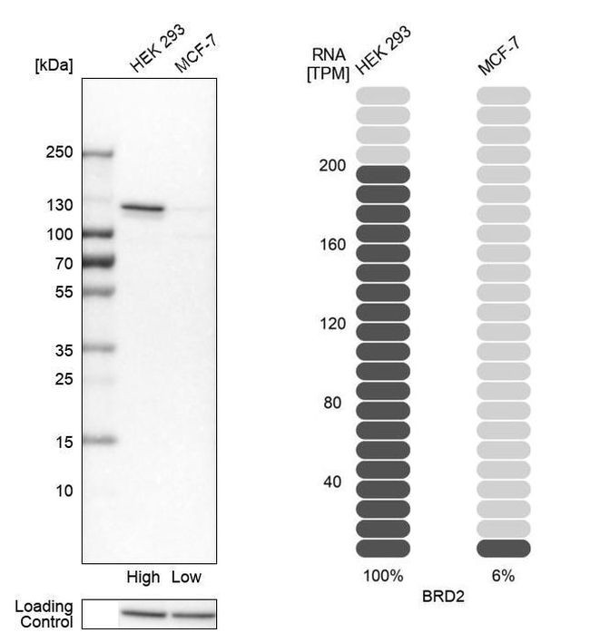 BRD2 Antibody