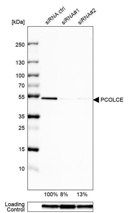 PCOLCE Antibody