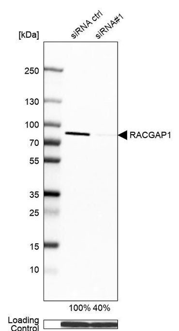 RACGAP1 Antibody