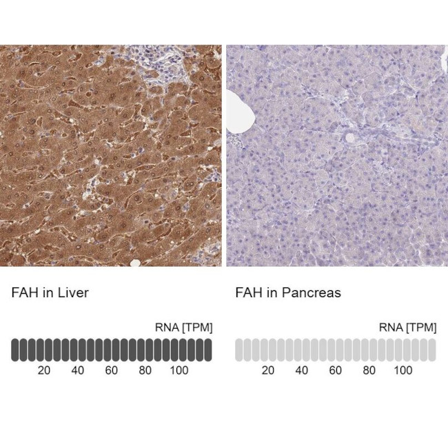 FAH Antibody