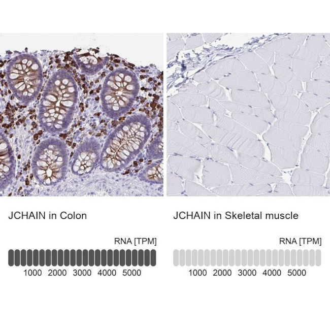 J Chain Antibody