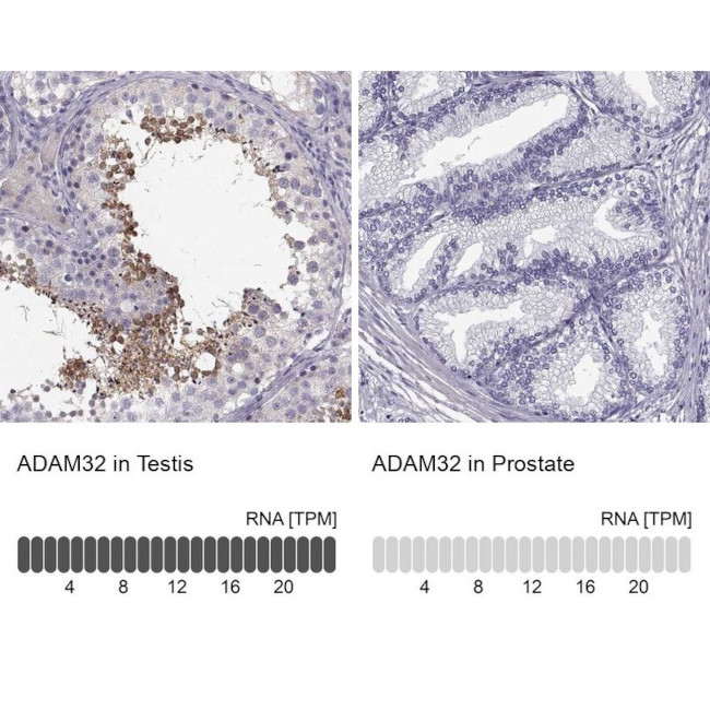 ADAM32 Antibody