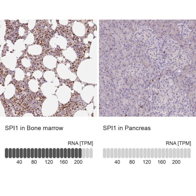 PU.1 Antibody