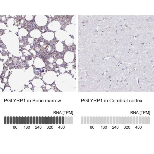 PGRP-S Antibody