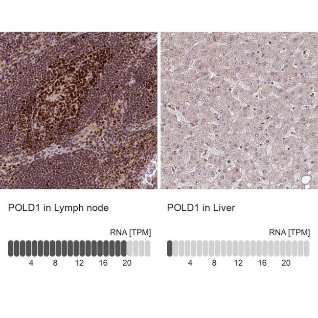 POLD1 Antibody