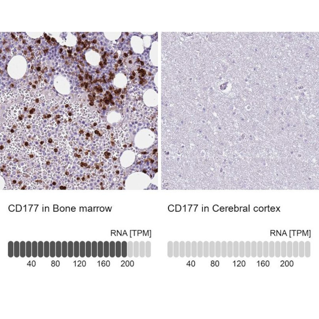 CD177 Antibody