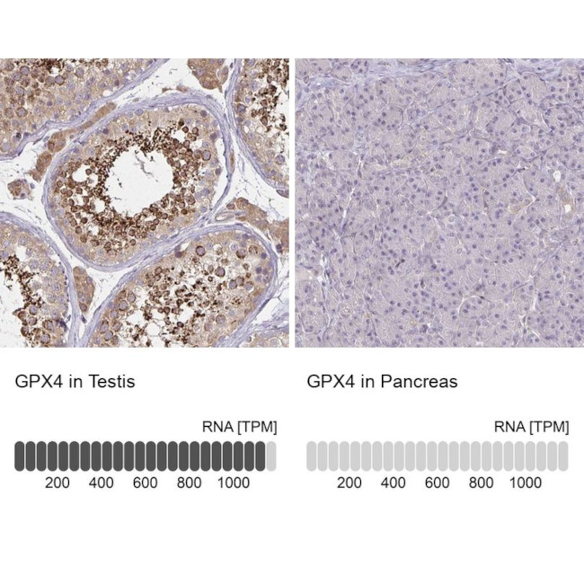 GPX4 Antibody