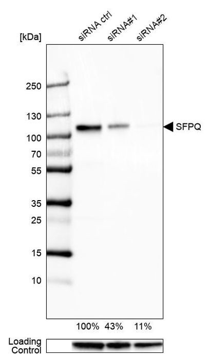 SFPQ Antibody