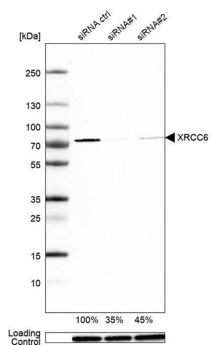 Ku70 Antibody