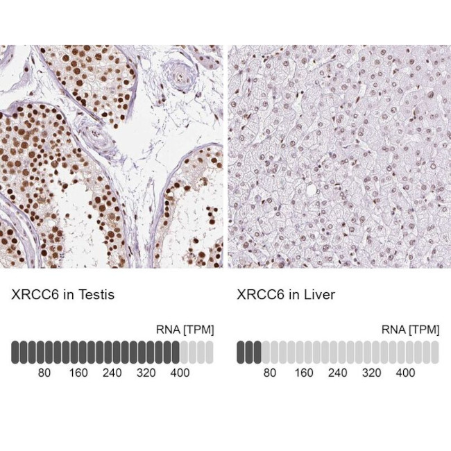 Ku70 Antibody