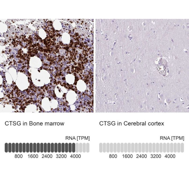 Cathepsin G Antibody