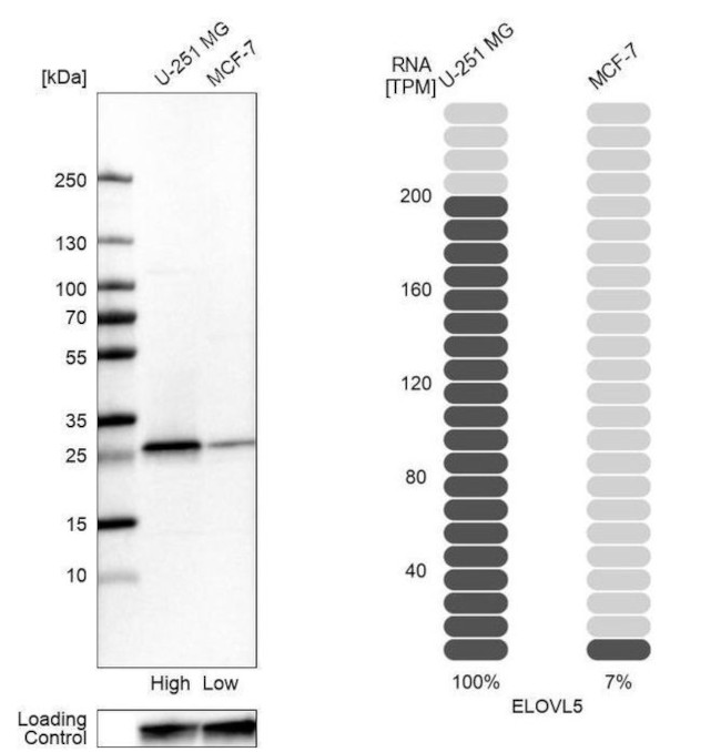 ELOVL5 Antibody