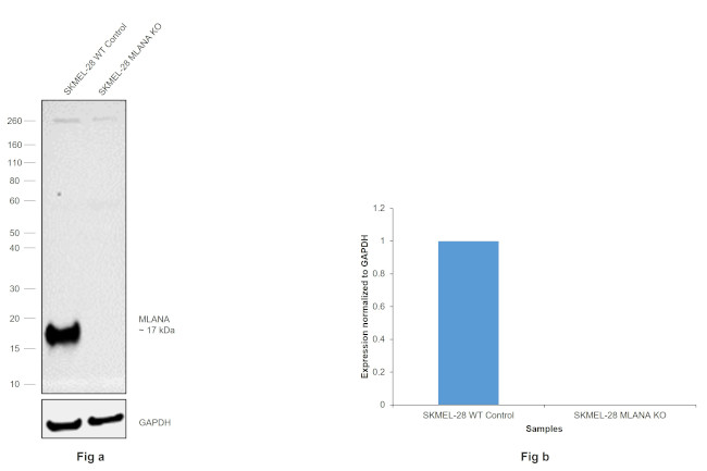 Melan-A Antibody