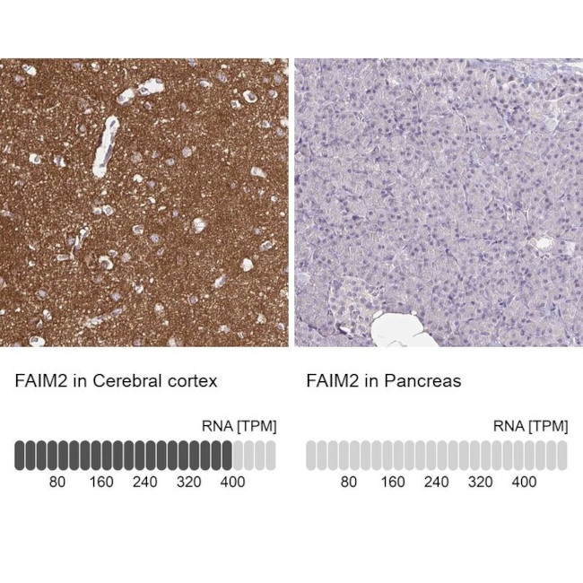 LFG Antibody