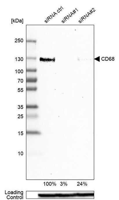 CD68 Antibody