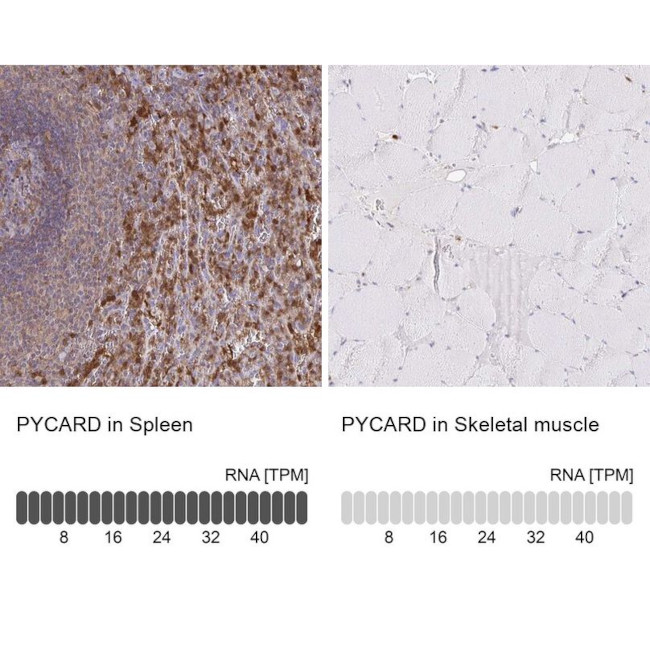 PYCARD Antibody