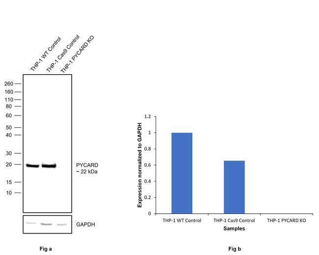 PYCARD Antibody in Western Blot (WB)