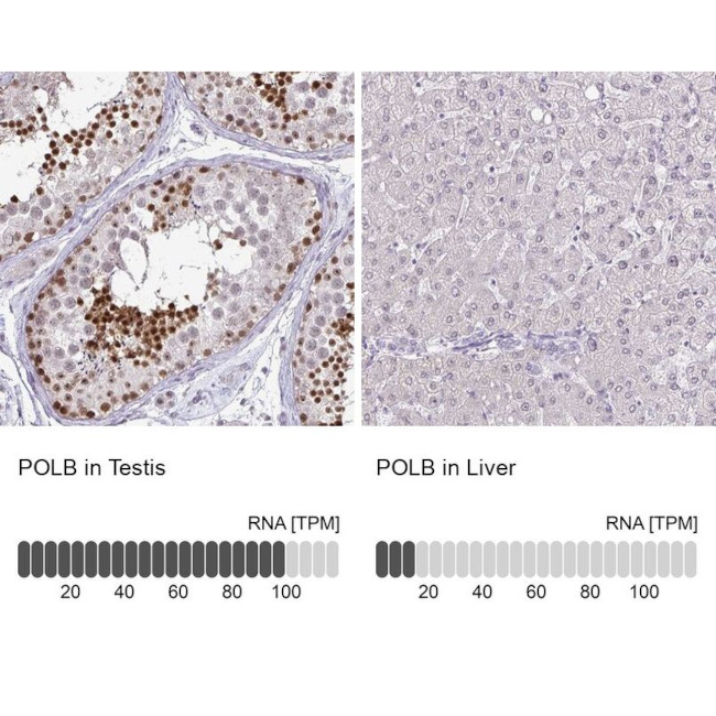 POLB Antibody